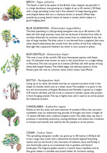 Load image into Gallery viewer, Tree Bingo